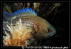 Chromis by Ferdinando Meli 